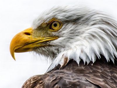 Birds_Hawk_Beak_Head_Bald_Eagle_White_background_527760_1920x1080